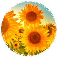 Ingredientes emulgatoren